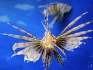 I’m No Good at Spearing Lionfish, But I Sure Can Eat Them