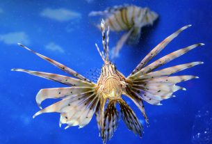 I’m No Good at Spearing Lionfish, But I Sure Can Eat Them