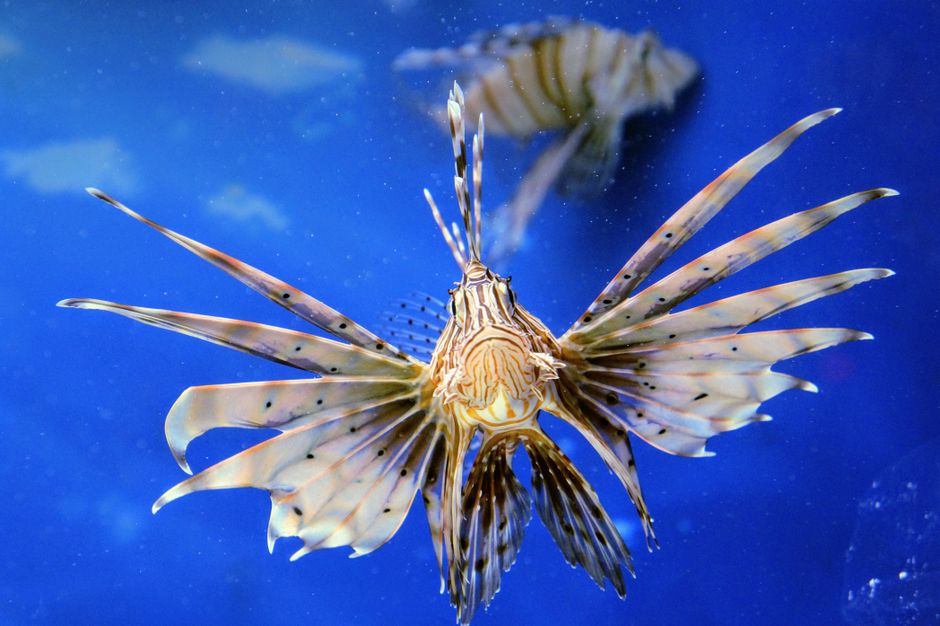 I’m No Good at Spearing Lionfish, But I Sure Can Eat Them