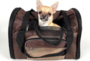 7 Best Pet Carriers to Keep Dogs and Cats Comfortable and Safe in Transit