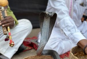 Dodging Cobras on the Path to Wellness at Dharana in Shillim, India