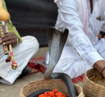 Dodging Cobras on the Path to Wellness at Dharana in Shillim, India