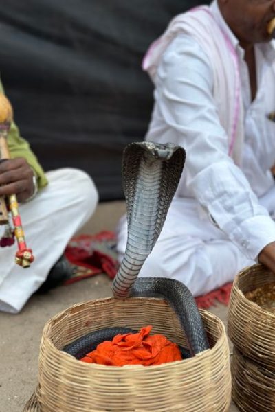 Dodging Cobras on the Path to Wellness at Dharana in Shillim, India
