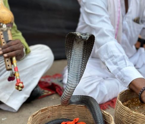 Dodging Cobras on the Path to Wellness at Dharana in Shillim, India
