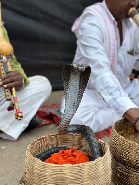 Dodging Cobras on the Path to Wellness at Dharana in Shillim, India
