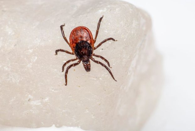 Doctors suspected man had brain cancer. He actually had worms.