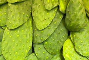 Nopales Benefits: Why You Might Add Cactus to Your Diet