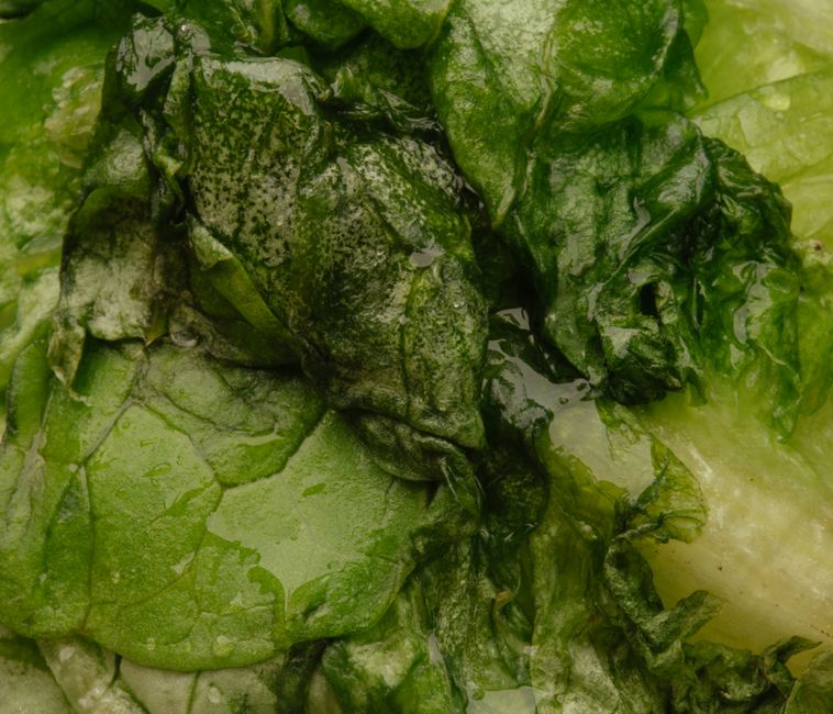 What Does Dark Green Poop Mean? Causes, Diet, and When to See a Doctor