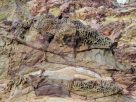 Feedbacks upon feedbacks: Rock weathering and the climate