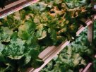 Best Indoor Garden Systems: I’ve Been Testing All Year (2026)