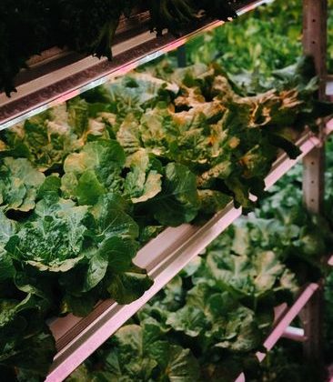 Best Indoor Garden Systems: I’ve Been Testing All Year (2026)