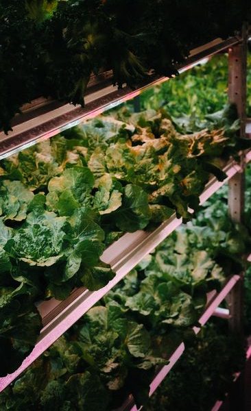 Best Indoor Garden Systems: I’ve Been Testing All Year (2026)