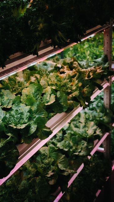 Best Indoor Garden Systems: I’ve Been Testing All Year (2026)