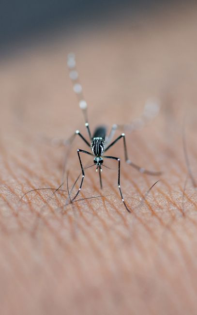 Bye-Bye Bites: 14 Ways to Get Rid of Mosquito Bites Overnight