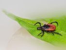 ‘Explosive Diarrhea Parasite’ Spreading Across 17 States, CDC Warns. How to Reduce Your Risk.
