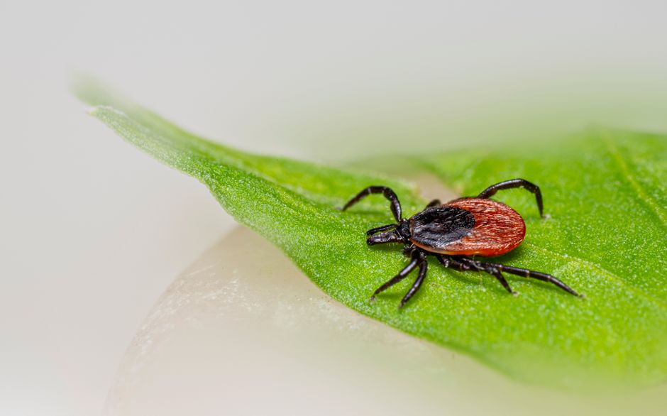 ‘Explosive Diarrhea Parasite’ Spreading Across 17 States, CDC Warns. How to Reduce Your Risk.
