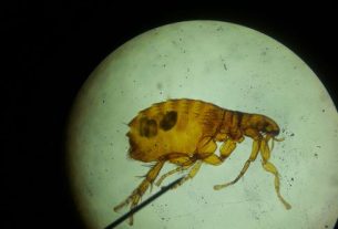 Michigan sees explosive outbreak of diarrheal parasite with over 700 cases