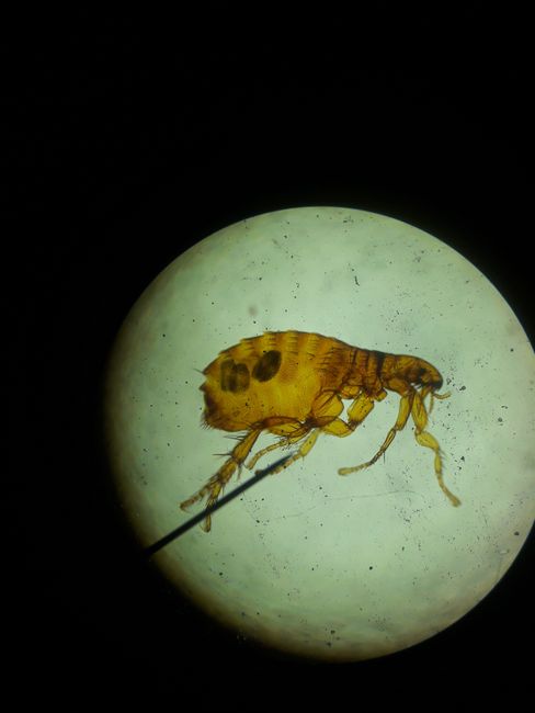 Michigan sees explosive outbreak of diarrheal parasite with over 700 cases