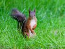 One of Meta’s Offices Was Briefly Overtaken by a Rogue Squirrel