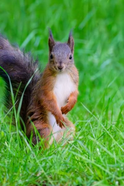 One of Meta’s Offices Was Briefly Overtaken by a Rogue Squirrel