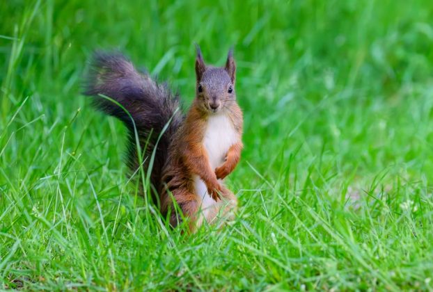 One of Meta’s Offices Was Briefly Overtaken by a Rogue Squirrel