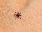 ER Visits for Tick Bites Highest in Over a Decade. How to Protect Yourself