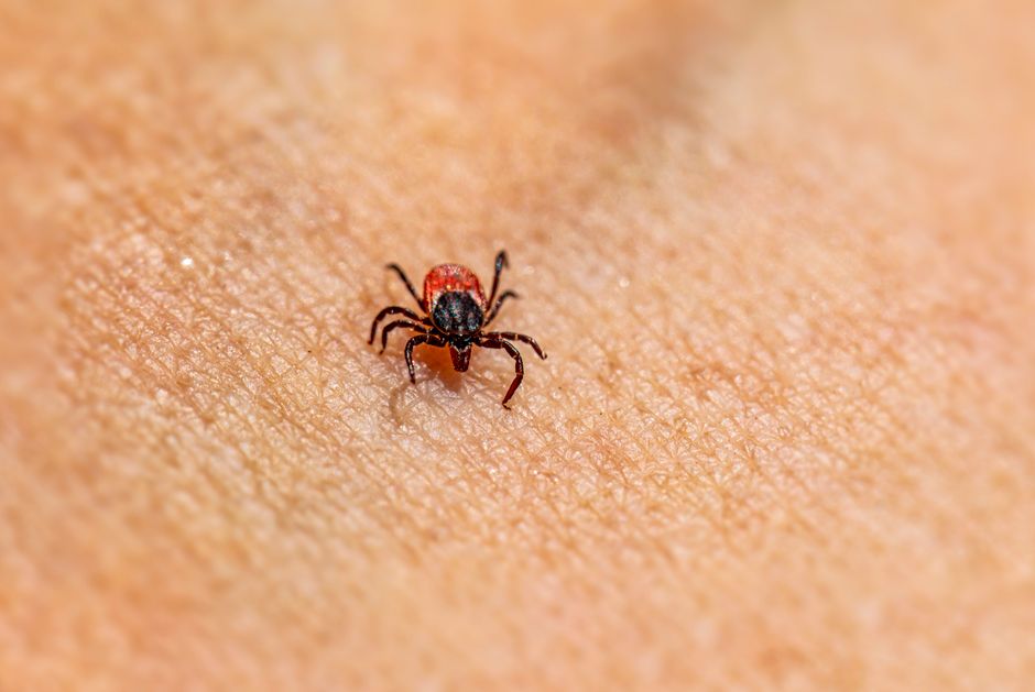 ER Visits for Tick Bites Highest in Over a Decade. How to Protect Yourself