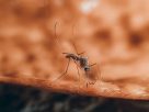 Beer, Body Scent May Make You a Mosquito Magnet. Can DEET Help?
