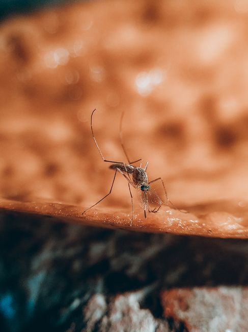 Beer, Body Scent May Make You a Mosquito Magnet. Can DEET Help?