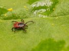 Surprisingly large number of people may have marker for tick-linked meat allergy