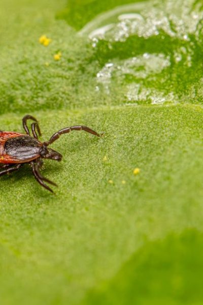 Surprisingly large number of people may have marker for tick-linked meat allergy