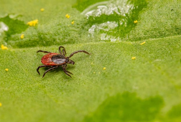 Surprisingly large number of people may have marker for tick-linked meat allergy