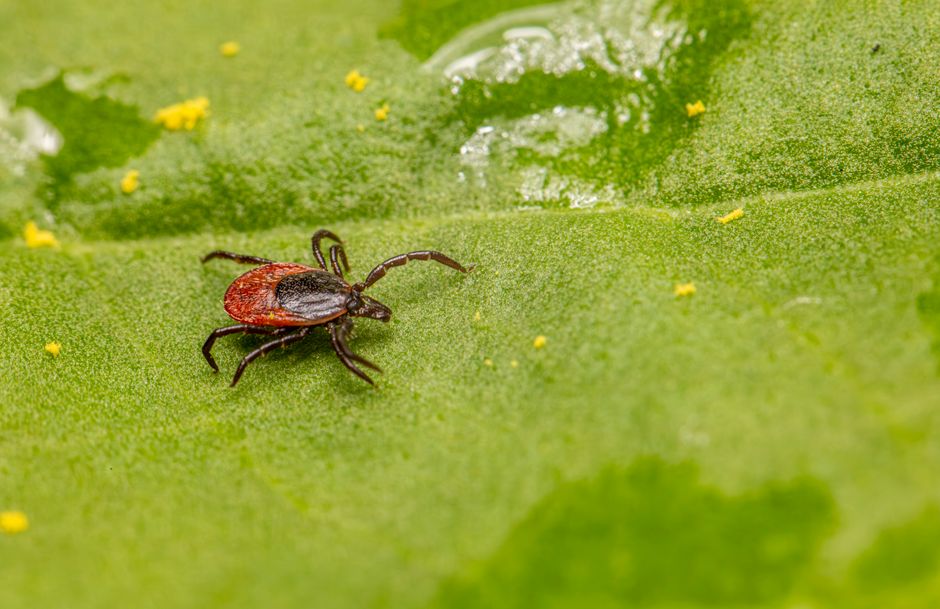 Surprisingly large number of people may have marker for tick-linked meat allergy